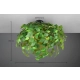 Leavy lampa sufitowa 3xE14 czarna, zielona R60463015